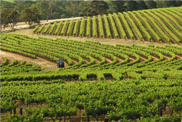 clare valley wineries